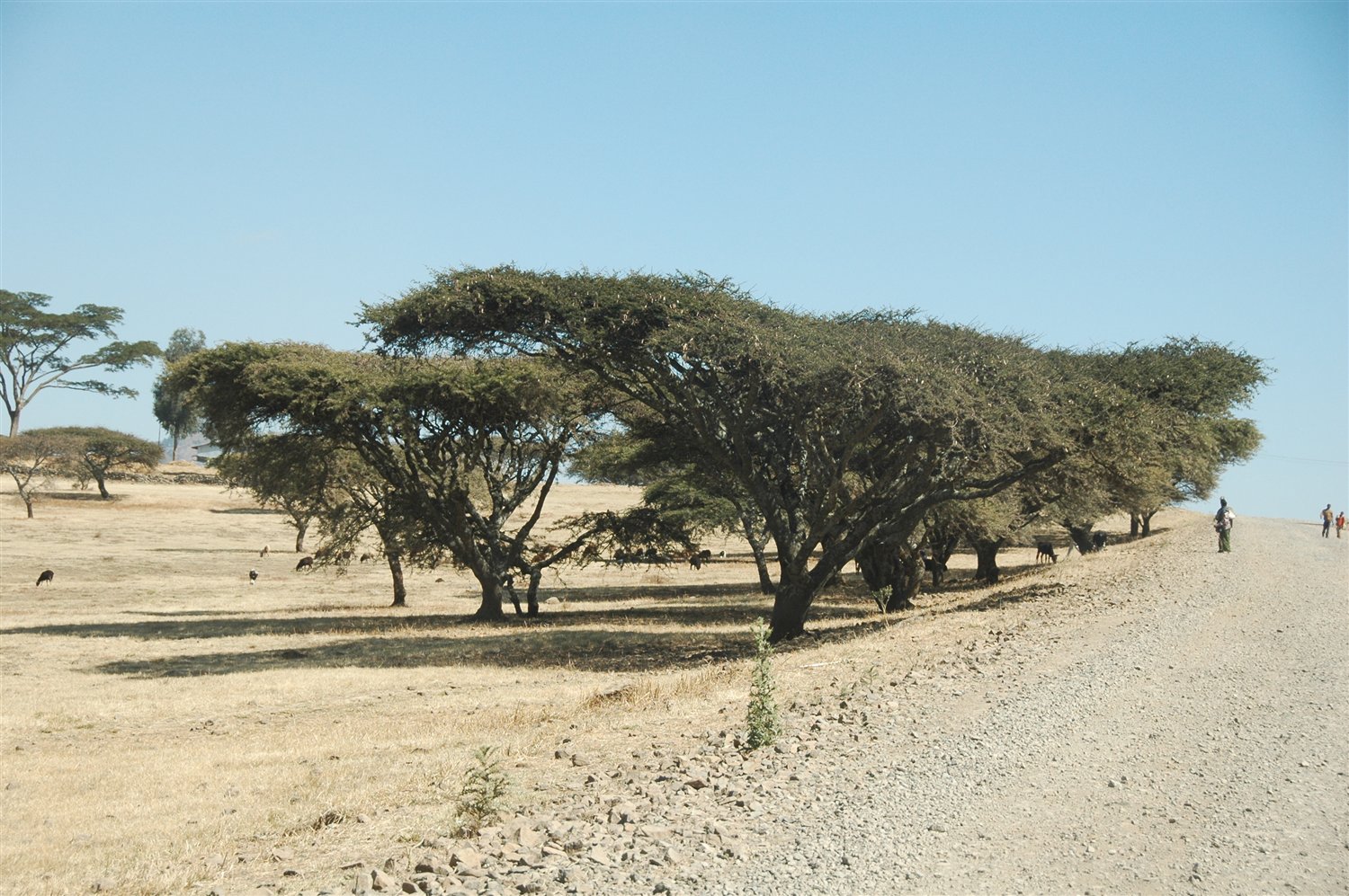 foto - drzewa